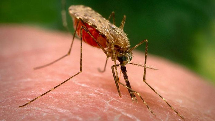 Malaria